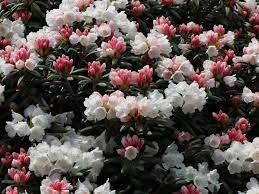 My favorite is the purple variety, too. Rhododendron Edelweiss Rhododendron Yakushimanum Edelweiss Baumschule Horstmann