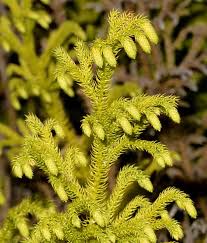 Image result for Lycopodiella cernua
