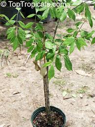 Image result for Gonatopus