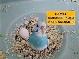 hamile muhabbet kusu nasil anlasilir youtube