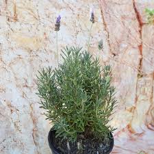 Image result for Lavandula dentata