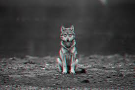 Wolf howls against the backdrop of a red moon reflecting in the water. Animated Gif About Wolf In Wolves By Private User