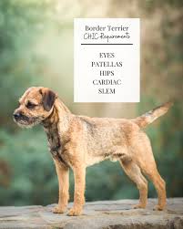 Image result for border teriér