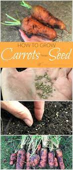 This Step By Step Guide For Planting Carrot Seeds Shows You Exactly How To Grow Carrots F How To Plant Carrots Growing Carrots From Seed Planting Carrots Seeds