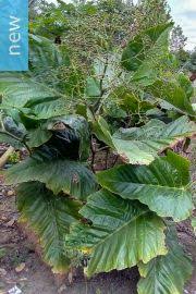 Image result for Usteria guineensis