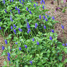 Image result for Stachytarpheta