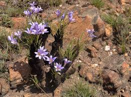 Image result for Xerophyta pauciramosa