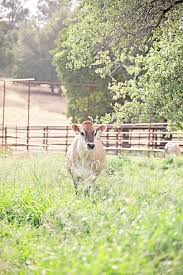 A Vintage French Watercolor Senior Portraits A Jersey Cow Named Annabelle An Auction For The Children In Africa Jersey Cow Cow Farm Animals