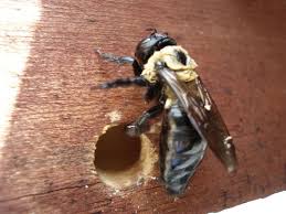 Mitigate Carpenter Bee Damage - Cottin's Hardware