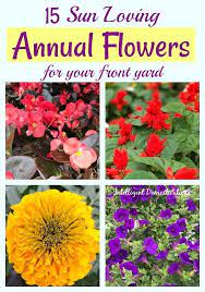 15 Best Annual Flowers For Full Sun Annual Flowers Full Sun Flowers Annual Plants