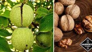Grow Your Own Nut Trees 6 Types Of Nut Trees To Grow In Your Yard In 2021 Pistachio Tree Pecan Tree Growing Fruit Trees