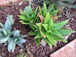 Image result for Aloe bukobana