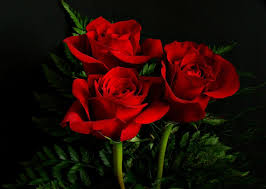 Jun 14, 2021 · 7. Gambar Bunga Mawar Merah Gambar Bunga