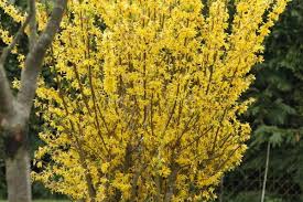 Epingle Sur Jardin