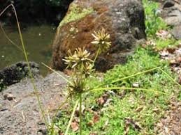 Image result for Cyperus tenax