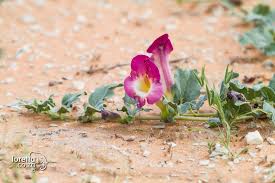 Image result for Harpagophytum procumbens