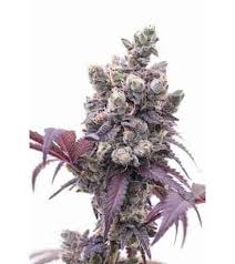 Lemon gelato is an indica dominant hybrid strain that connoisseurs of smell and taste can delight in. Auto Gelato 33 Strain Linda Cannabis Seeds Thc 20