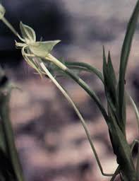 Image result for Habenaria attenuata