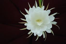 So some may only flower once every 100 years. The Kadupul Flower Only Blooms Once A Year However It Blooms Only In The Dark Of The Night And Withers Away Before The First Light Is Cast To Behold Its Beauty Is