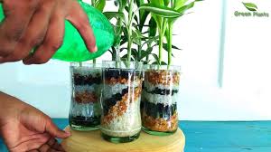 However, successfully growing bamboo indoors relies on choosing a variety that occurs naturally within a dim, somewhat dry environment since they can prosper without much attention. How To Grow Lucky Bamboo Without Soil In Indoor Lucky Bamboo Growing In Water Indoor Green Plants Youtube