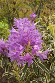 Variegated Pontic Rhododendron Monrovia Variegated Pontic Rhododendron Rhododendron Monrovia Plants Plants