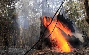 We did not find results for: Incendios Forestales Registrados En 2019 Fueron Provocados Probosque El Sol De Toluca Noticias Locales Policiacas Sobre Mexico Edomex Y El Mundo