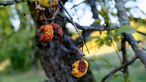 Each fruit resembles one blackberry drupelet, and the fruits grow in clusters. Tree Diseases Black Rot Of Apple Trees Iron Tree Tree Knowledge Base