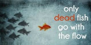 Only Dead Fish Go With The Flow Flow Quotes Dead Fish Fishing Quotes
