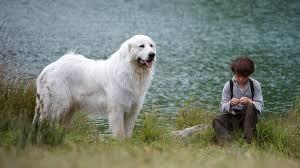 People in the village considered the dog as a beast and have intensely hunted him. Featured Film Television Showreel Instinct
