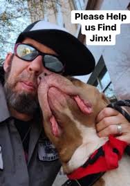 Jinx, unbothered by cold and wet.