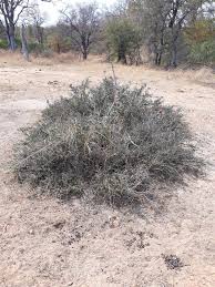 Image result for Schotia capitata