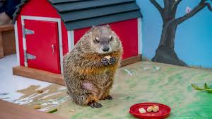 Again, note the appearance of light over dark with the appearance of candles and dawn—and, of course, the spiritual light of a holier presence. Groundhog Day Milwaukee County Zoo Ready To Celebrate