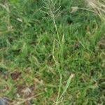 Image result for Sporobolus coromandelianus