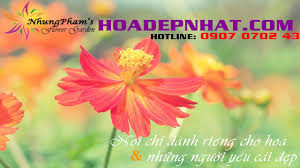 Kết quả hình ảnh cho hình ảnh hoa hồng