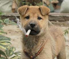 This leads most articles on the subject invariably to conclude that the dogs with the longest based on all the research i've done, every source agrees that size and weight are the single most important factors when we ask, how long do dogs live? Are Dogs Who Live With Smokers More Likely To Get Cancer Psychology Today