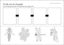 Download 101 life cycle dragonfly stock illustrations, vectors & clipart for free or amazingly low rates! 26 Dragonfly Life Cycle Ideas Dragonfly Life Cycle Dragonfly Life Cycles