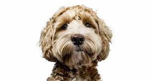 Maybe you would like to learn more about one of these? Labradoodle Cost What Will Your Puppy S Price Tag Be
