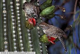 4:04 sciencegonnagetyou 28 314 просмотров. Diet And Foraging Cactus Wren Campylorhynchus Brunneicapillus Birds Of The World
