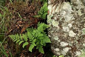 Image result for Cheilanthes multifida
