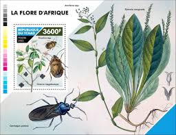 Image result for Aneilema petersii