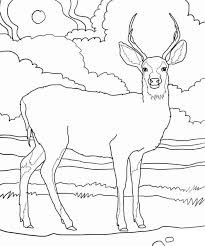 White Tailed Deer Coloring Pages Deer Coloring Pages Horse Coloring Pages Bird Coloring Pages