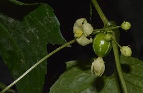 Image result for Diplocyclos