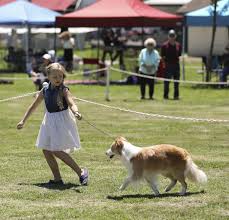Photos All Breeds Get Their Shot At Glory At Lompoc Kennel Club Dog Show On Saturday Dog Show Dogs Dog Daycare