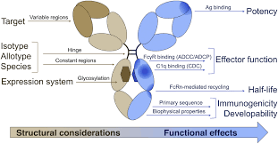 3 (22 november 2012) current ranking: Considerations For The Design Of Antibody Based Therapeutics Journal Of Pharmaceutical Sciences