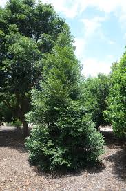 Image result for Diospyros natalensis