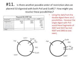 Plasmids And Restriction Enzyme Mapping Ppt Video Online