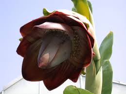 Image result for Ensete