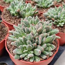Image result for Crassula alsinoides
