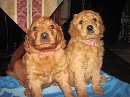 Check spelling or type a new query. Beautiful Red Goldendoodle Puppies For Sale In Friendswood Texas Classified Americanlisted Com