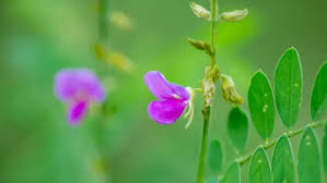 Image result for Tephrosia multijuga